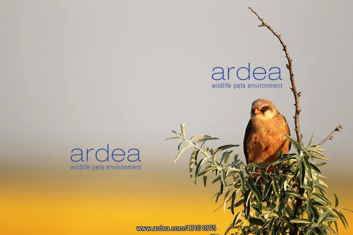 : Red-footed Falcon (Falco vespertinus ) female on : Red-footed Falcon (Falco vespertinus ) female on