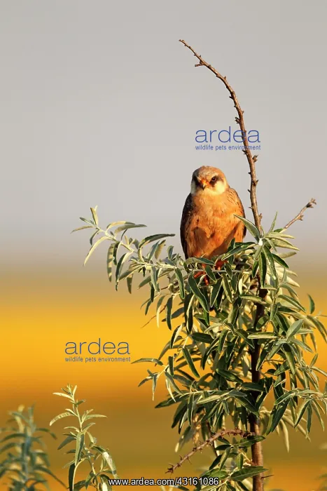 : Red-footed Falcon (Falco vespertinus ) female on : Red-footed Falcon (Falco vespertinus ) female on