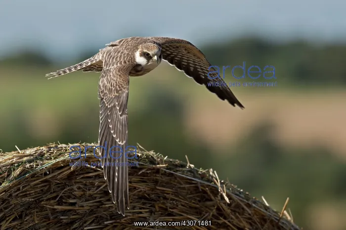 : Red-footed Falcon (Falco vespertinus). Juvenile : Red-footed Falcon (Falco vespertinus). Juvenile