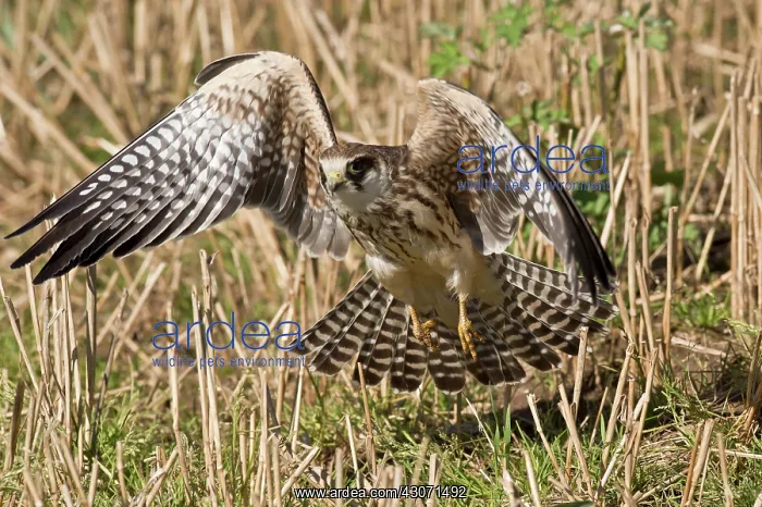 : Red-footed Falcon (Falco vespertinus). Juvenile : Red-footed Falcon (Falco vespertinus). Juvenile