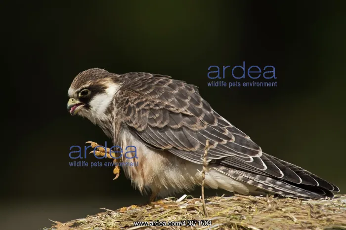 : Red-footed Falcon (Falco vespertinus). Juvenile : Red-footed Falcon (Falco vespertinus). Juvenile