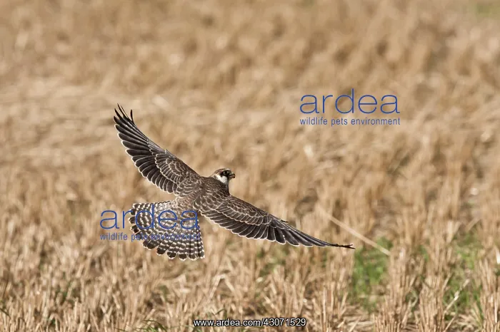 : Red-footed Falcon (Falco vespertinus). Juvenile : Red-footed Falcon (Falco vespertinus). Juvenile