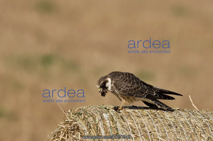 : Red-footed Falcon (Falco vespertinus). Juvenile : Red-footed Falcon (Falco vespertinus). Juvenile