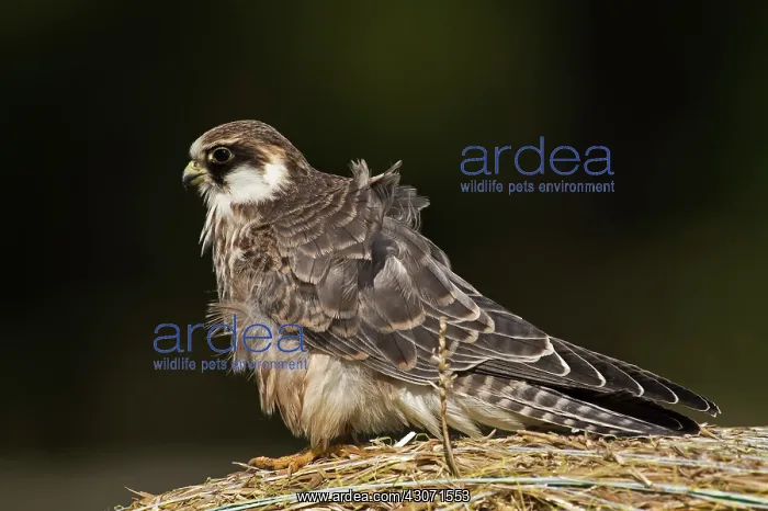 : Red-footed Falcon (Falco vespertinus). Juvenile : Red-footed Falcon (Falco vespertinus). Juvenile