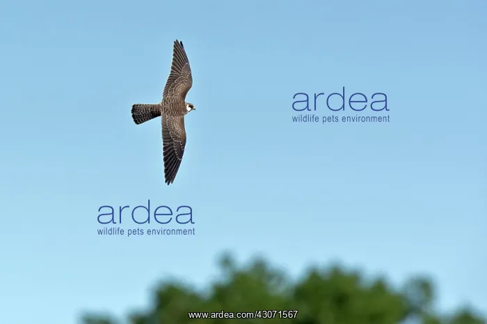 : Red-footed Falcon (Falco vespertinus). Juvenile : Red-footed Falcon (Falco vespertinus). Juvenile