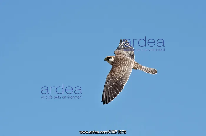 : Red-footed Falcon (Falco vespertinus). Juvenile : Red-footed Falcon (Falco vespertinus). Juvenile
