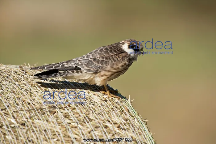 : Red-footed Falcon (Falco vespertinus). Juvenile : Red-footed Falcon (Falco vespertinus). Juvenile