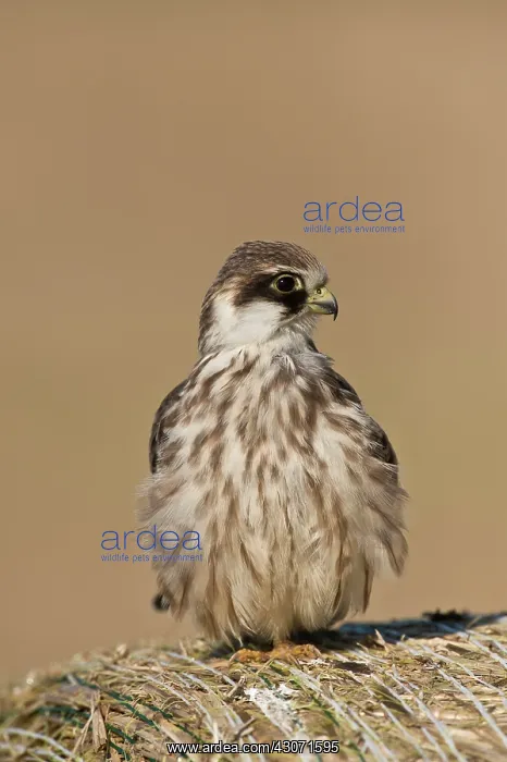 : Red-footed Falcon (Falco vespertinus). Juvenile : Red-footed Falcon (Falco vespertinus). Juvenile