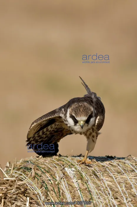 : Red-footed Falcon (Falco vespertinus). Juvenile : Red-footed Falcon (Falco vespertinus). Juvenile