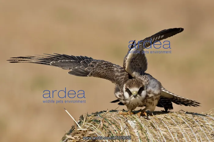 : Red-footed Falcon (Falco vespertinus). Juvenile : Red-footed Falcon (Falco vespertinus). Juvenile