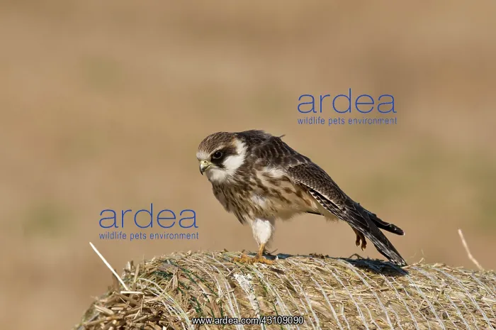: Red-footed Falcon (Falco vespertinus). Juvenile : Red-footed Falcon (Falco vespertinus). Juvenile