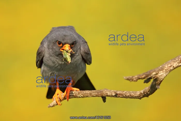 : Red-footed Falcon (Falco vespertinus ) male with : Red-footed Falcon (Falco vespertinus ) male with