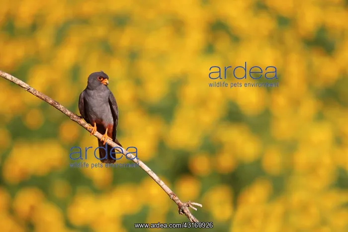  : Red-footed Falcon (Falco vespertinus ) male on branch