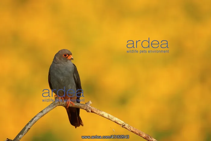 : Red-footed Falcon (Falco vespertinus ) male on branch : Red-footed Falcon (Falco vespertinus ) male on branch