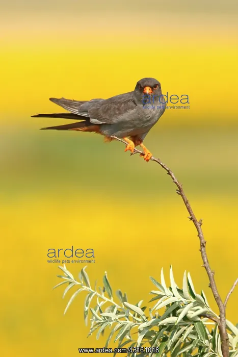 : Red-footed Falcon (Falco vespertinus ) male on branch : Red-footed Falcon (Falco vespertinus ) male on branch
