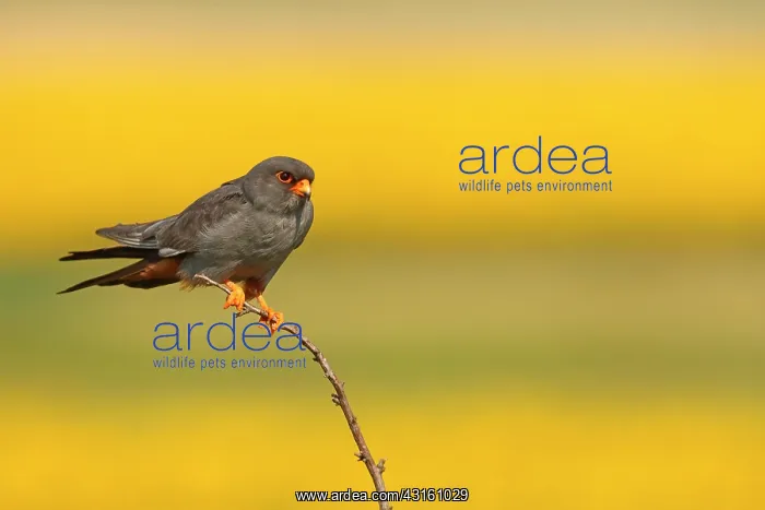 : Red-footed Falcon (Falco vespertinus ) male on branch : Red-footed Falcon (Falco vespertinus ) male on branch
