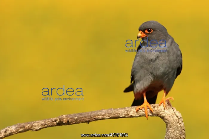 : Red-footed Falcon (Falco vespertinus ) male on branch : Red-footed Falcon (Falco vespertinus ) male on branch
