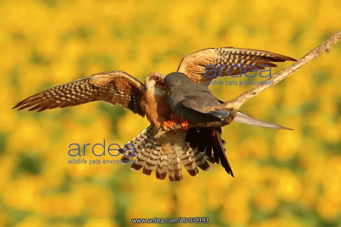 : Red-footed Falcon (Falco vespertinus ), Offering : Red-footed Falcon (Falco vespertinus ), Offering