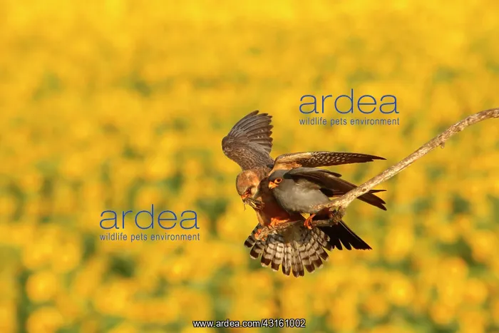 : Red-footed Falcon (Falco vespertinus ), Offering : Red-footed Falcon (Falco vespertinus ), Offering