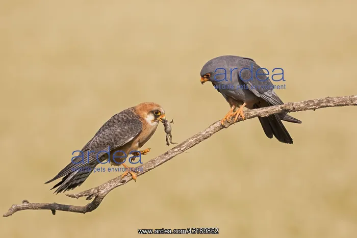 : Red-footed falcon (Falco vespertinus) pair, female