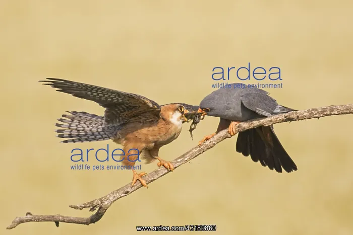 : Red-footed falcon (Falco vespertinus) pair, male : Red-footed falcon (Falco vespertinus) pair, male