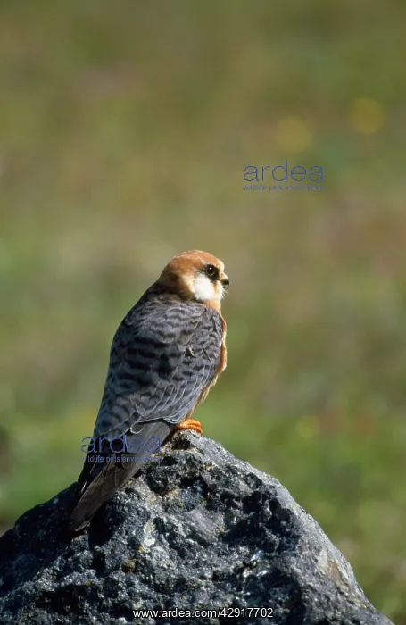 : Red-footed Falcon - female : Red-footed Falcon - female