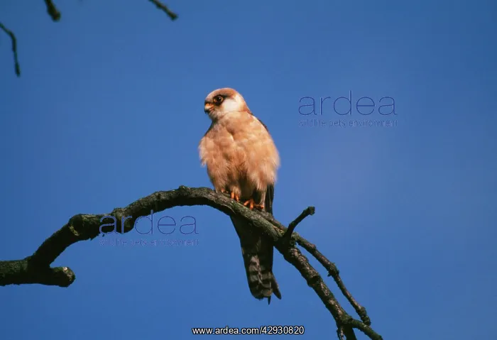 : Red-footed Falcon - Female : Red-footed Falcon - Female