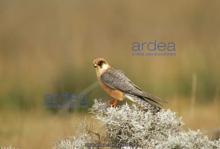 : Red-footed FALCON - Female : Red-footed FALCON - Female