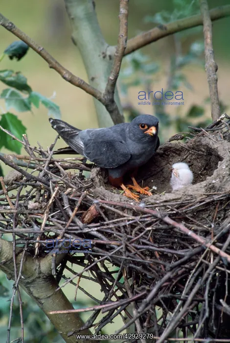 : Red-footed Falcon - male : Red-footed Falcon - male