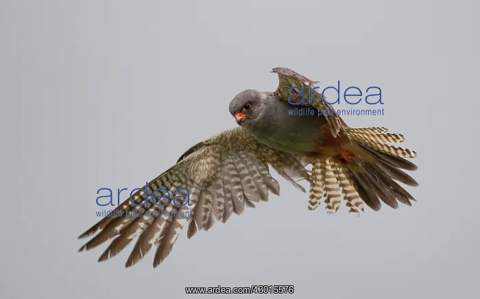 : Red-footed Falcon male hovering in pasture field : Red-footed Falcon male hovering in pasture field