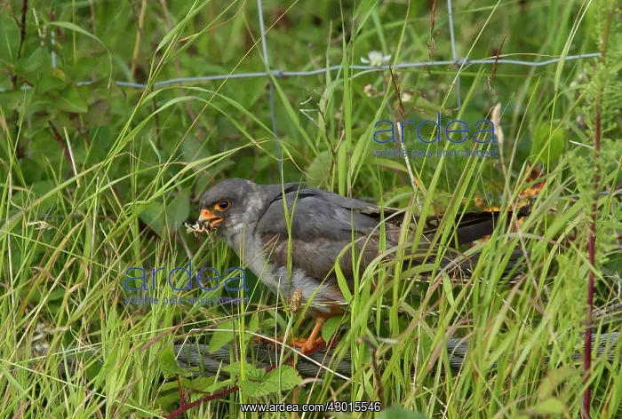 : Red-footed Falcon male with natural native grasshopper : Red-footed Falcon male with natural native grasshopper