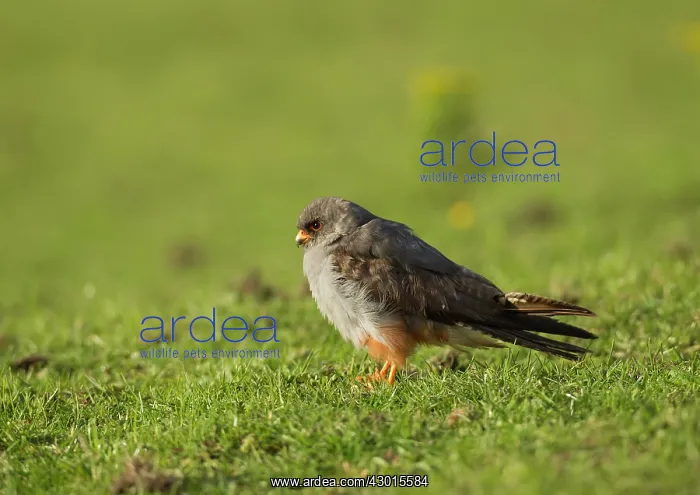 : Red-footed Falcon male in pasture field : Red-footed Falcon male in pasture field
