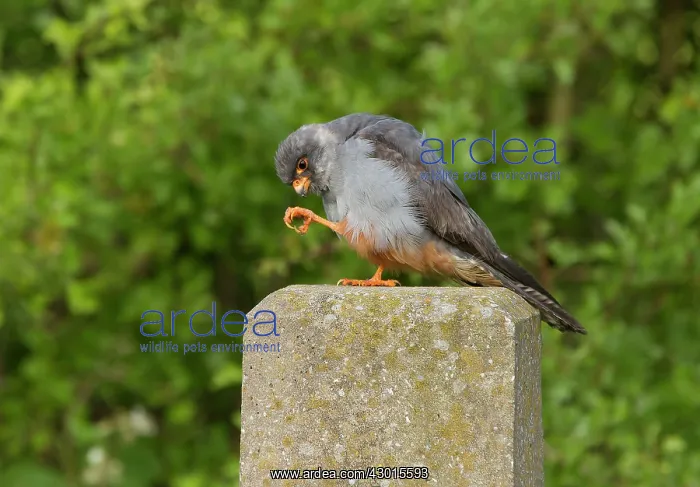 : Red-footed Falcon male perched on concrete post : Red-footed Falcon male perched on concrete post