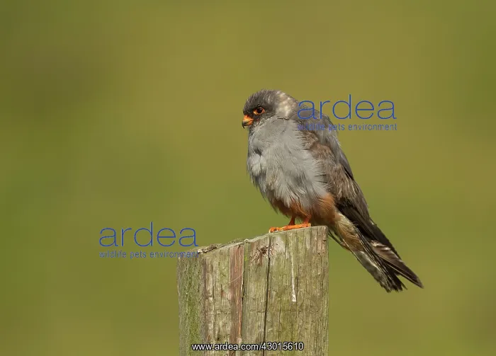 : Red-footed Falcon male perched on fence post in : Red-footed Falcon male perched on fence post in