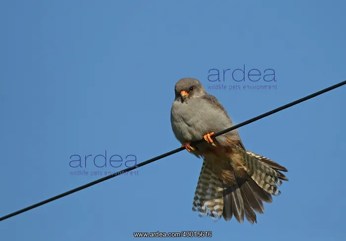 : Red-footed Falcon male perched on wire in pasture field : Red-footed Falcon male perched on wire in pasture field