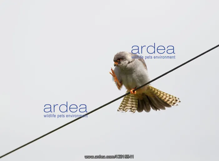 : Red-footed Falcon male preening perched on wire : Red-footed Falcon male preening perched on wire