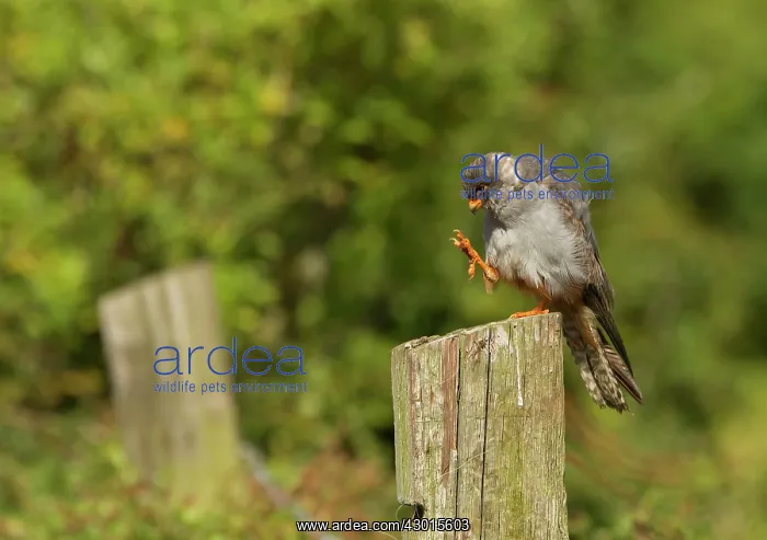 : Red-footed Falcon male preening whilst perched on : Red-footed Falcon male preening whilst perched on