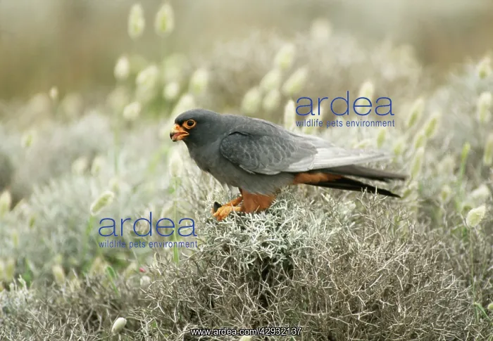 : Red-footed FALCON - male, with prey : Red-footed FALCON - male, with prey