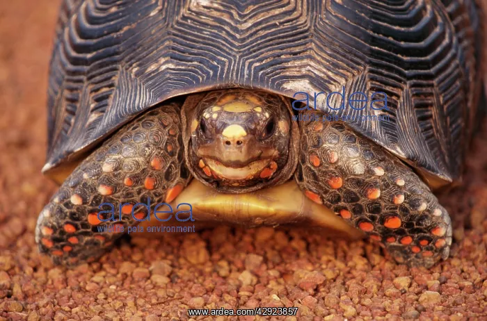 : Red-footed TORTOISE : Red-footed TORTOISE
