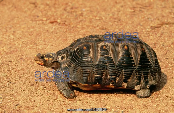 : Red-footed Tortoise : Red-footed Tortoise