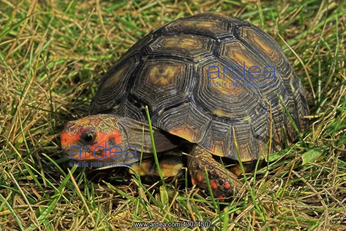 : Red-footed Tortoise : Red-footed Tortoise