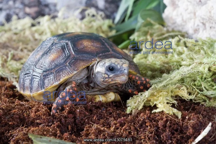  : Red-footed Tortoise