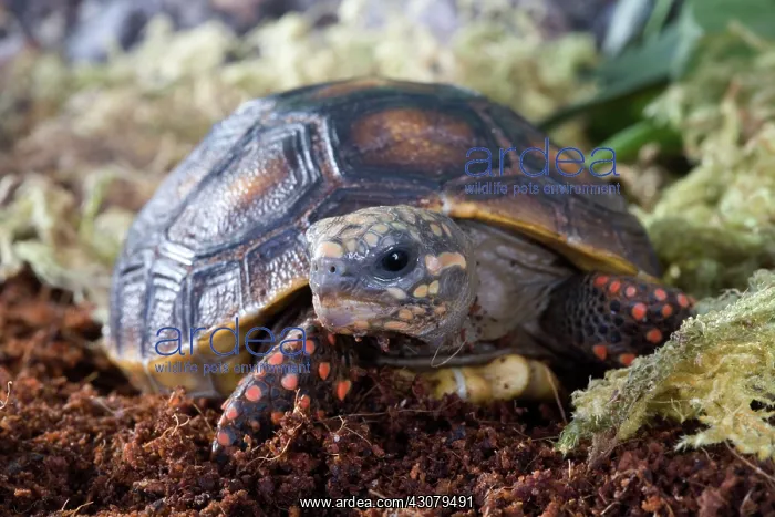 : Red-footed Tortoise : Red-footed Tortoise