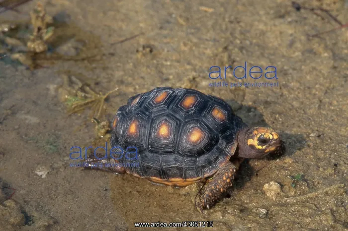 : Red-footed Tortoise : Red-footed Tortoise