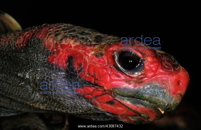 : Red-Footed Tortoise : Red-Footed Tortoise