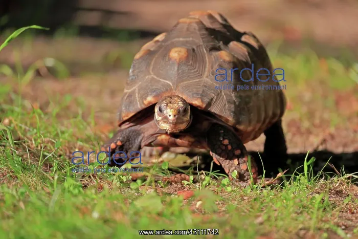 : Red-footed tortoise (Geochelone carbonaria), adult : Red-footed tortoise (Geochelone carbonaria), adult