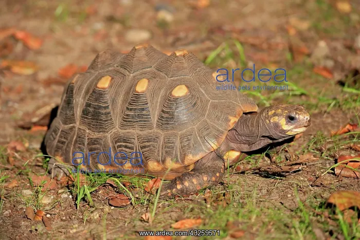 : Red-footed tortoise (Geochelone carbonaria), adult : Red-footed tortoise (Geochelone carbonaria), adult