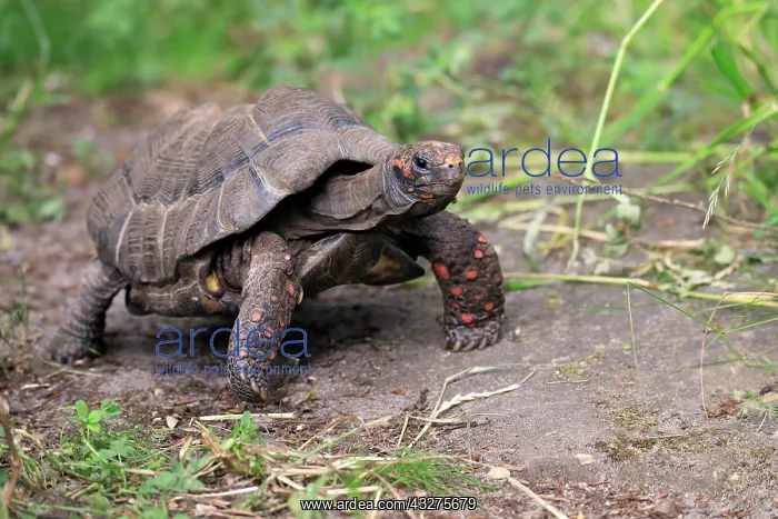 : Red-footed tortoise (Geochelone carbonaria), adult : Red-footed tortoise (Geochelone carbonaria), adult
