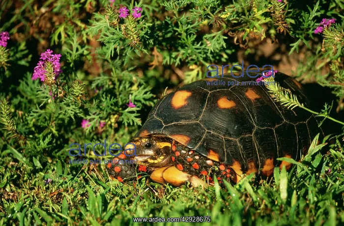  : Red-footed TORTOISE - amongst grass