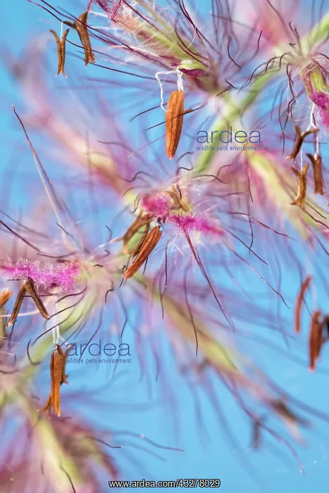 : Red Fountain Grass flowers : Red Fountain Grass flowers